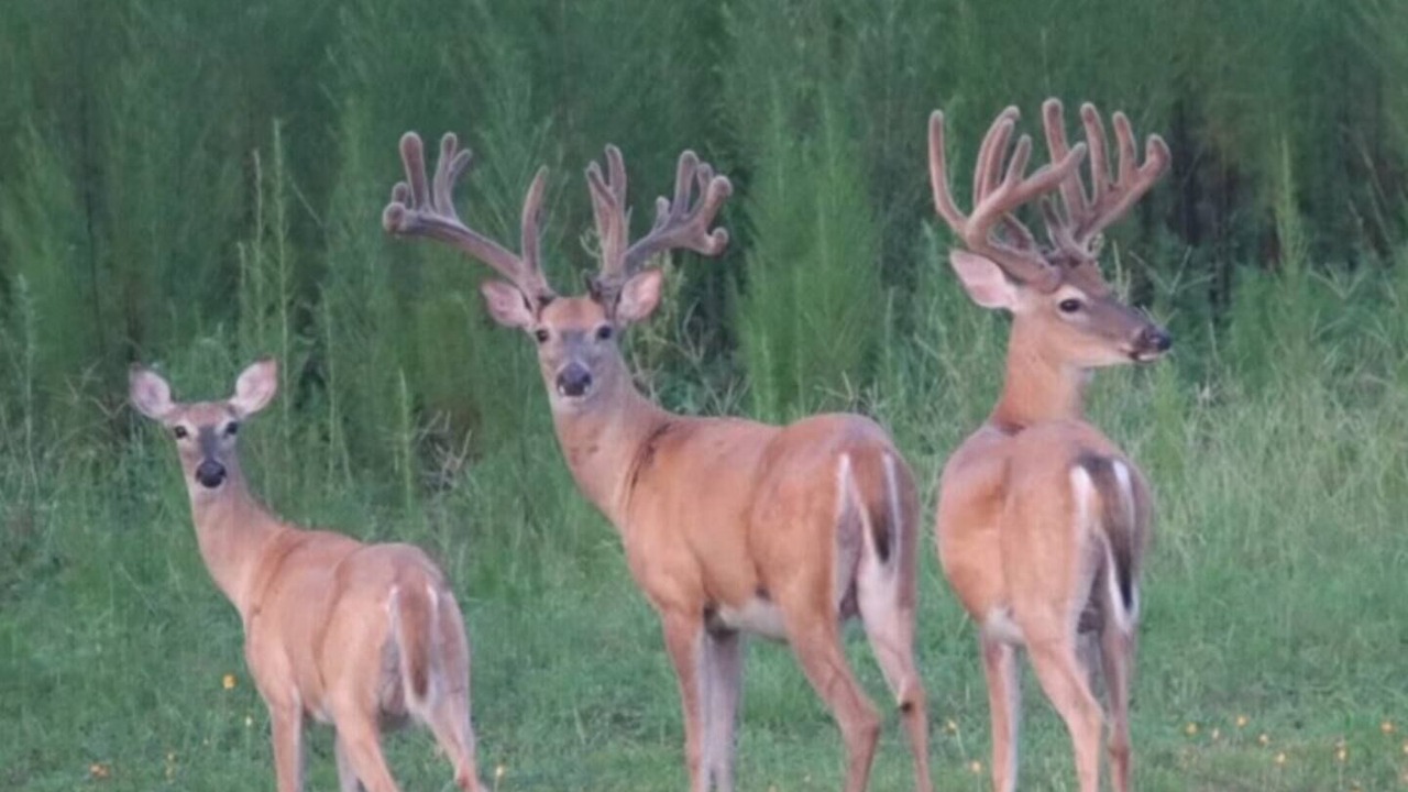 Photo of Others in Jennings