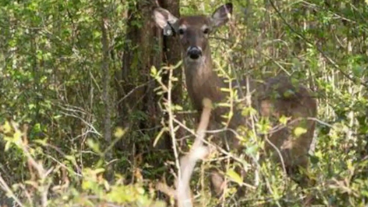 Photo of Outdoor in Jennings