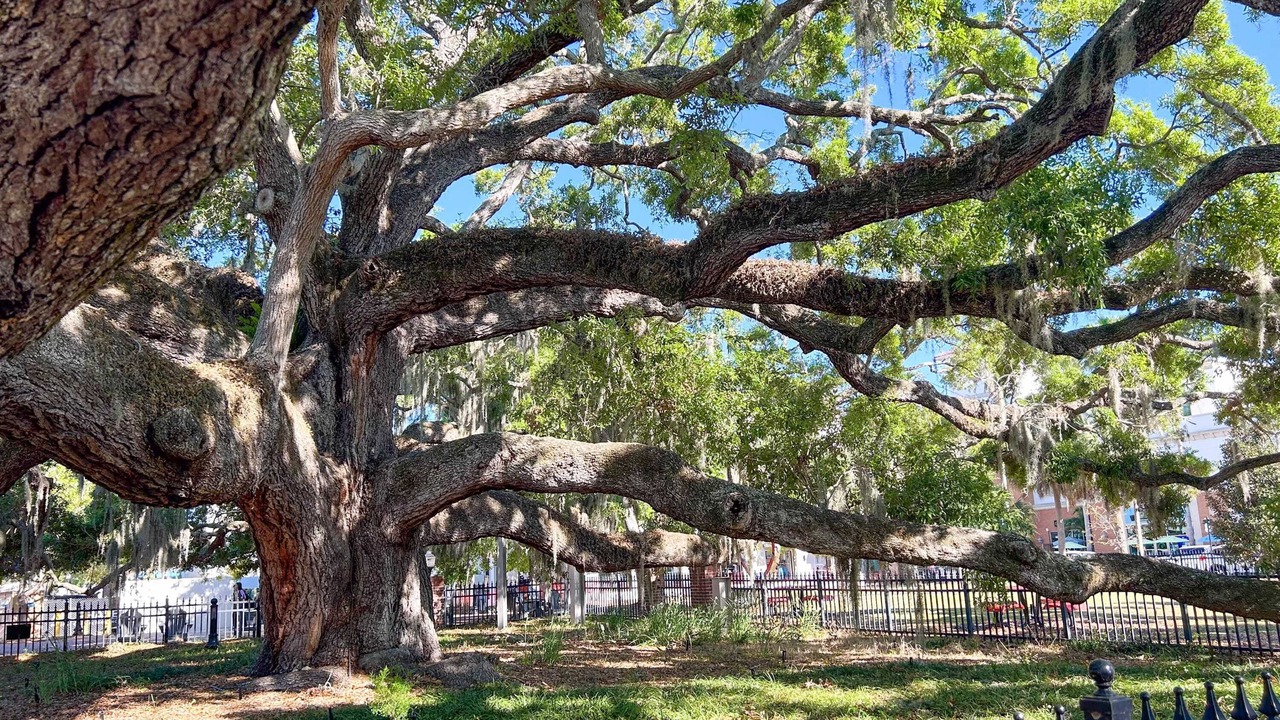 Photo of Others in Safety Harbor