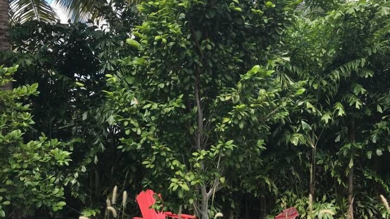 Photo of Outdoor in Southwest Coconut Grove
