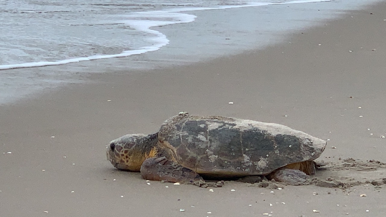 Photo of Others in Melbourne Beach