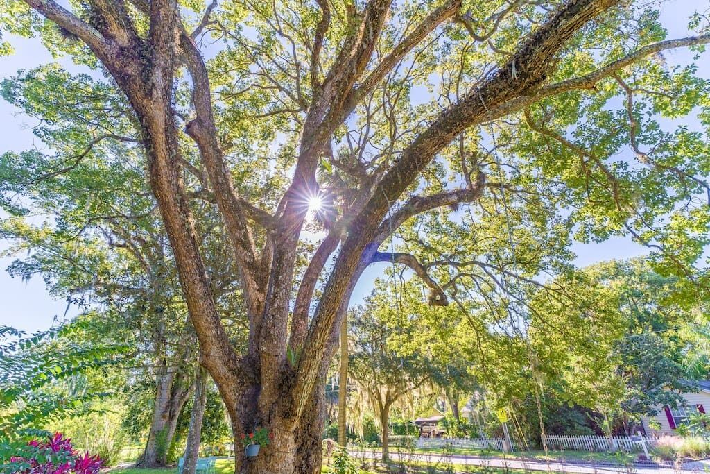 Photo of Outdoor in Mount Dora