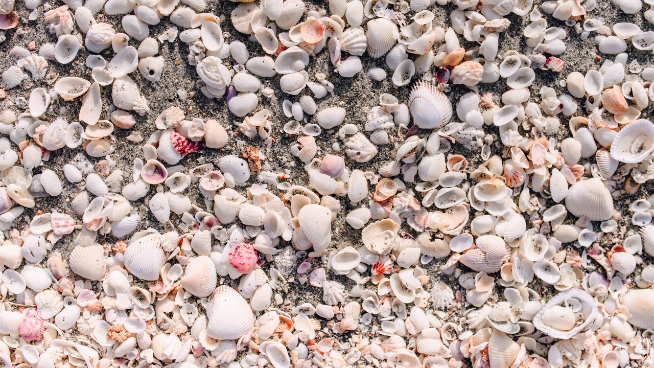 Photo of Others in Captiva