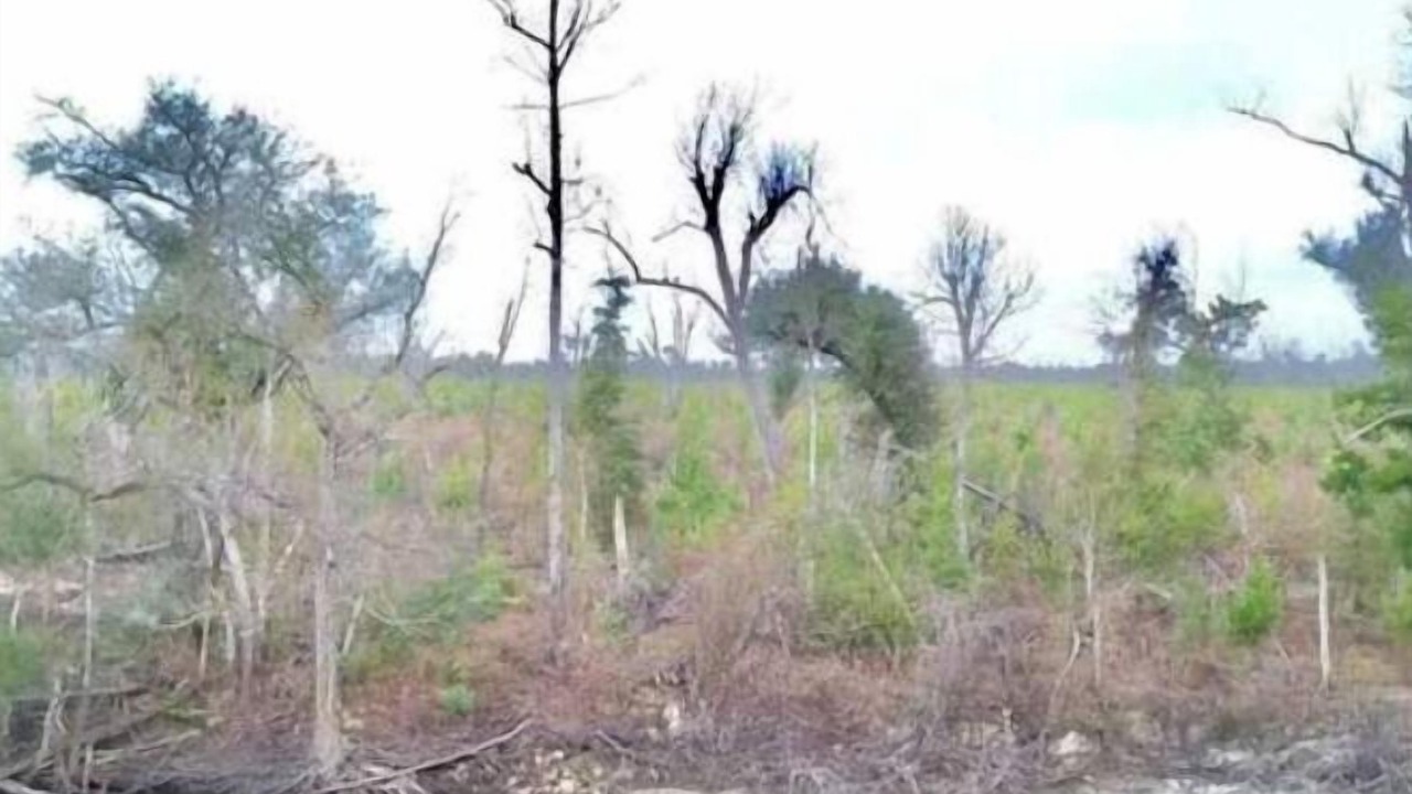 Photo of Outdoor in Clarksville