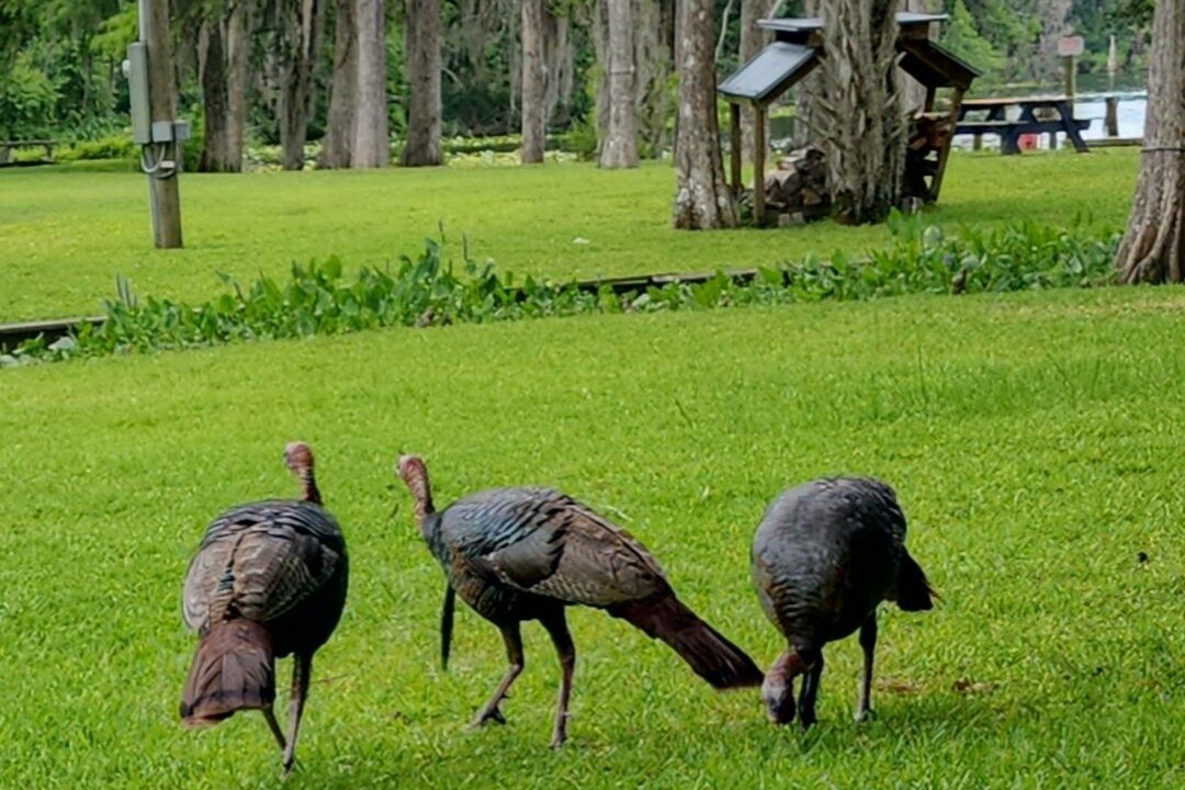 Photo of Outdoor in Satsuma