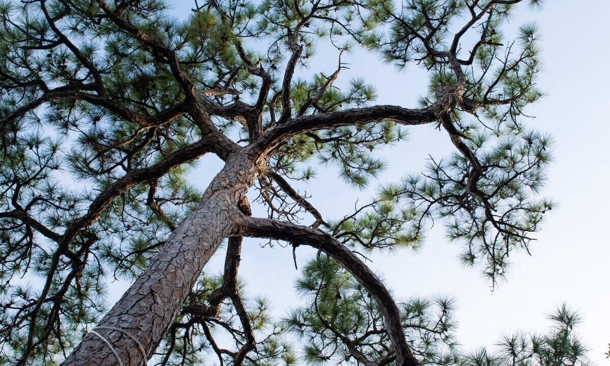 Photo of Others in Poinciana Park