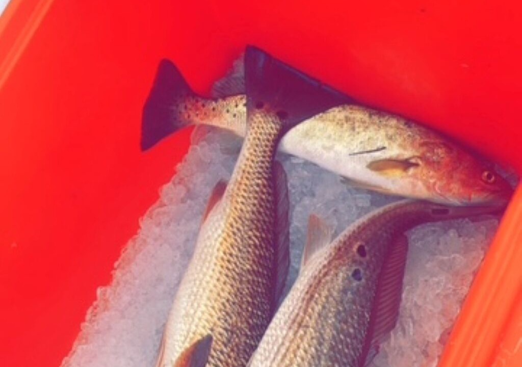 Photo of Others in Steinhatchee