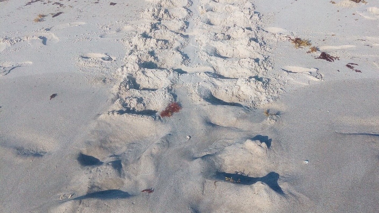 Photo of Others in Wabasso Beach
