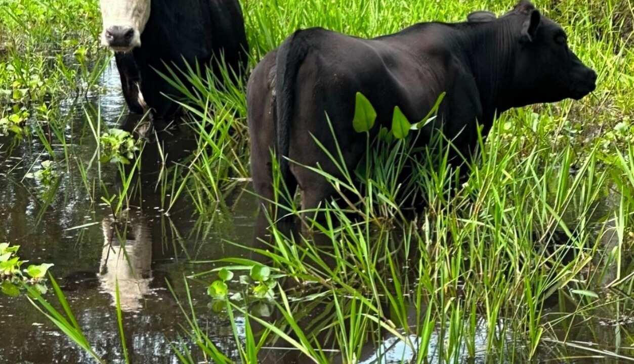 Photo of Others in Clewiston
