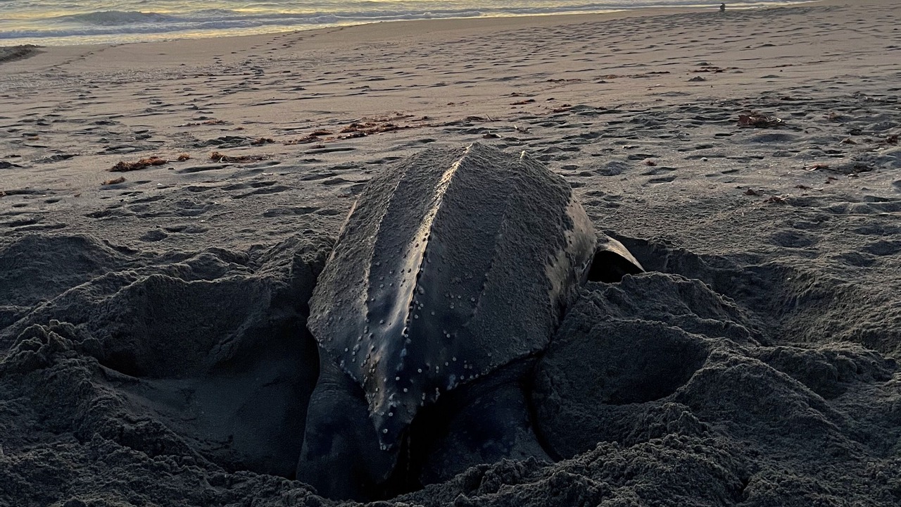 Photo of Others in Hobe Sound