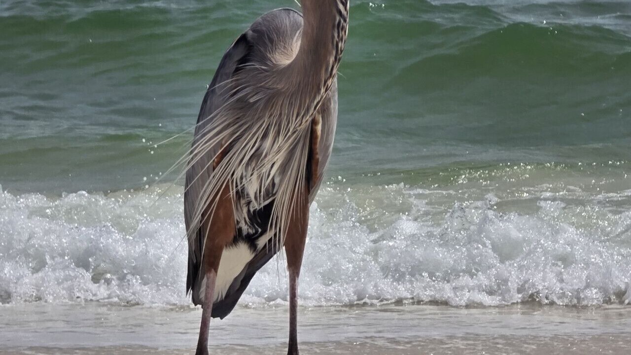 Photo of Others in Pensacola