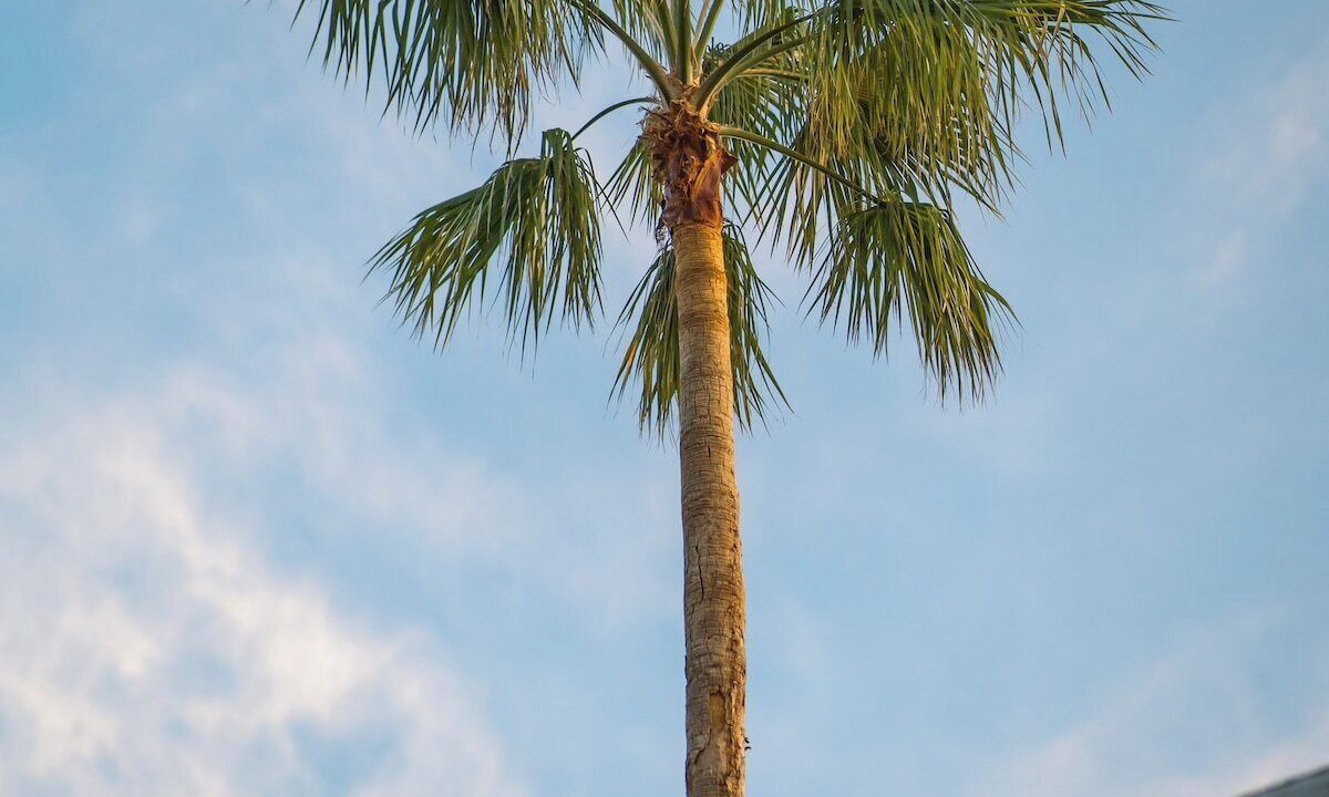 Photo of Others in Flamingo Parks