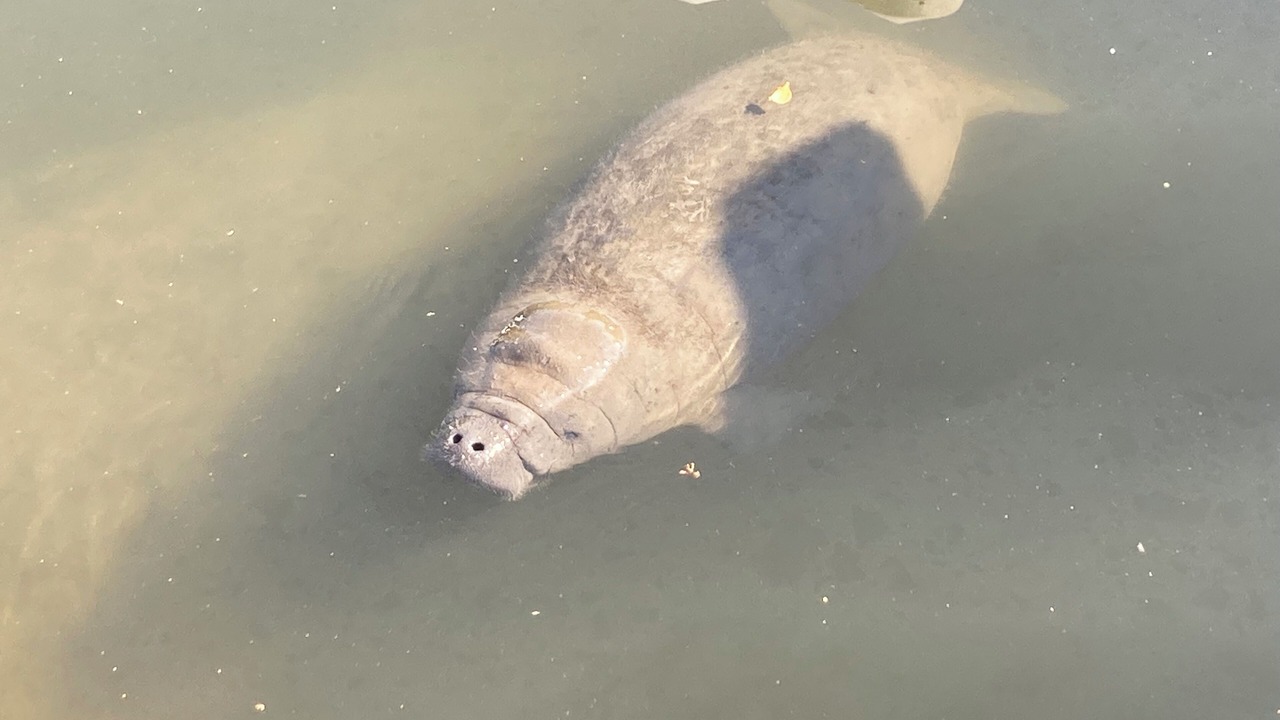 Photo of Others in Fort Pierce Shores