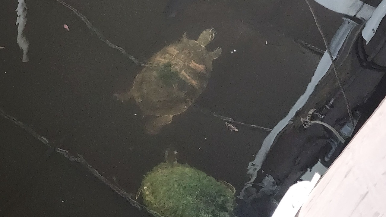 Photo of Others in South Gulf Cove