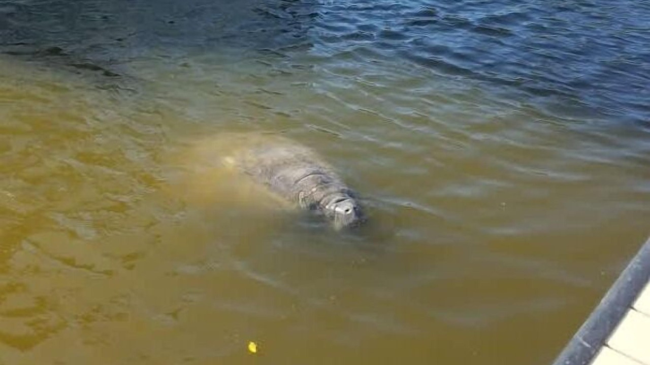 Photo of Others in Merritt Island