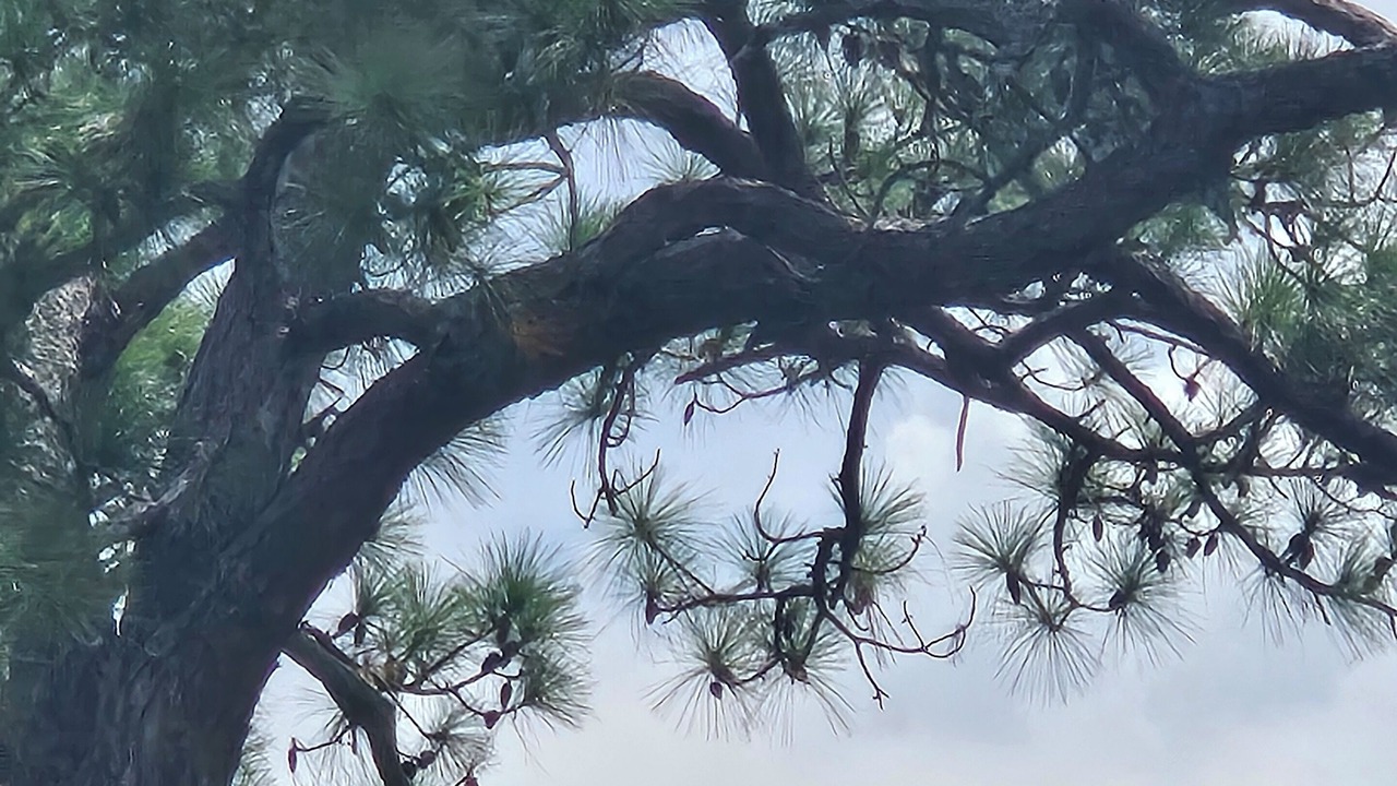 Photo of Others in Palm City