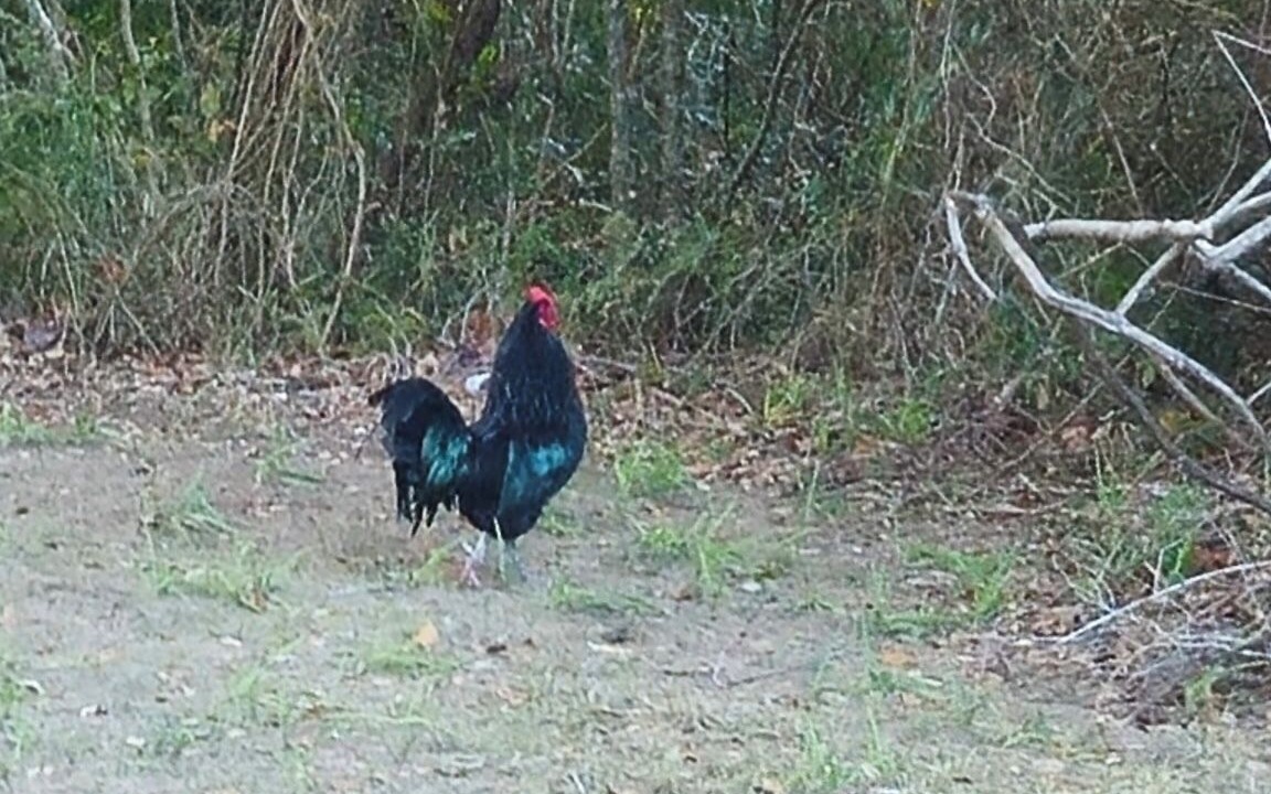 Photo of Others in Saint Helena Island