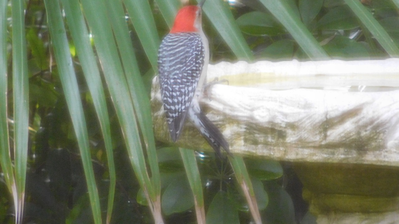 Photo of Outdoor in Old Seminole Heights