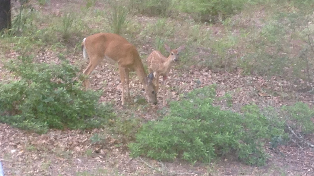 Photo of Outdoor in Fort White
