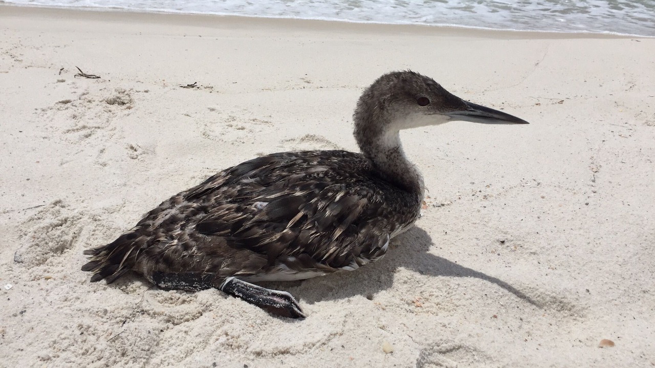 Photo of Others in Perdido Key Coves One