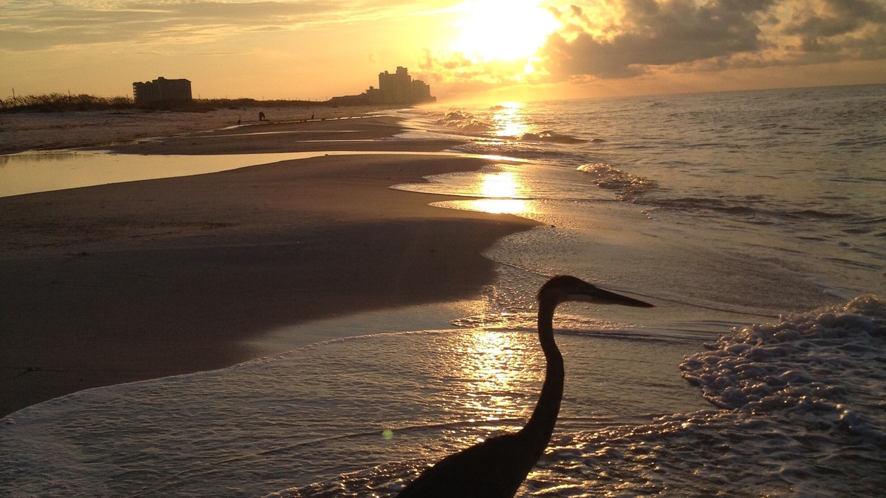 Photo of Others in Perdido Key Coves One