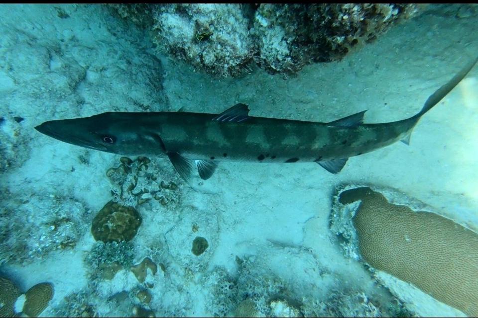 Photo of Others in Islamorada