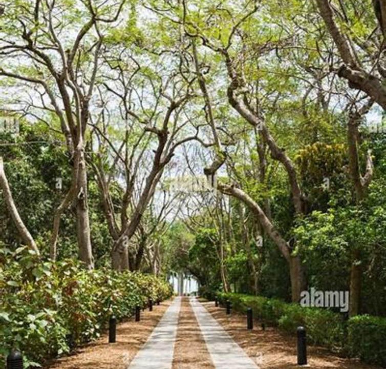 Photo of Outdoor in Palmetto Bay