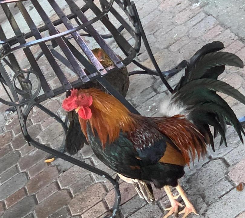 Photo of Others in East Ybor