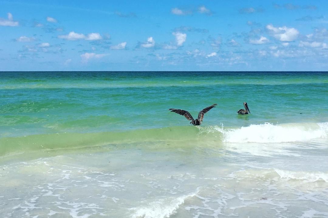 Photo of Others in Redington Shores