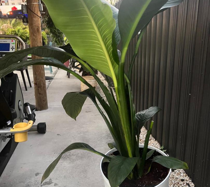 Photo of Others in Golden Glades