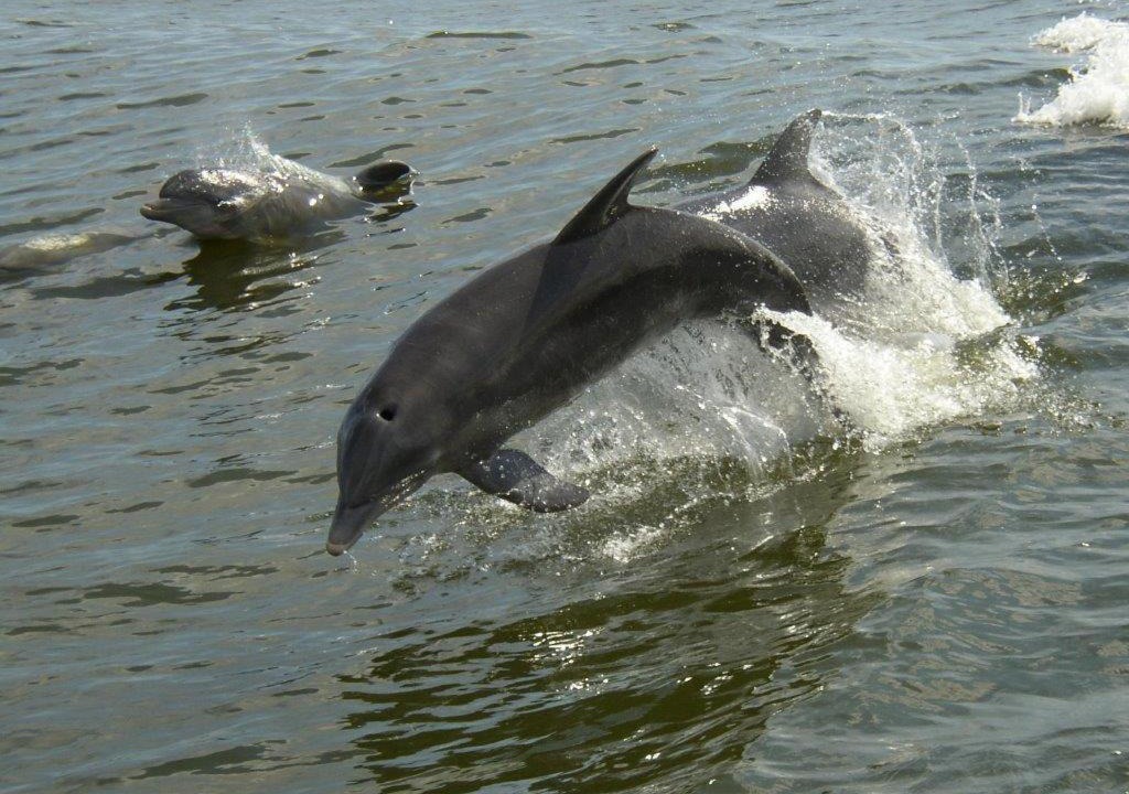 Photo of Others in Gulf Shores